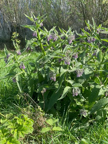 Gewone smeerwortel (Symphytum officinale)